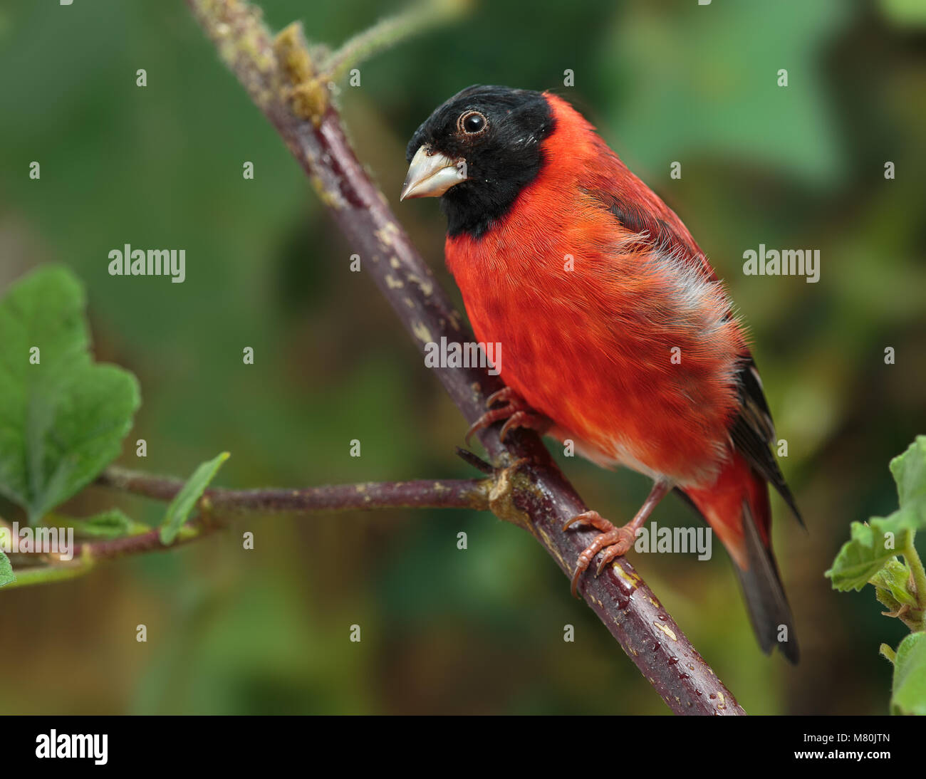 Tarin rouge mâle adulte perché Banque D'Images