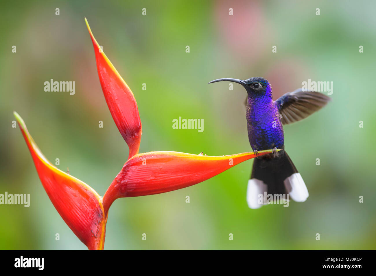 Campyloptère violet - Campylopterus hemileucurus, belle blue hummingbird de Costa Rica La Paz. Banque D'Images