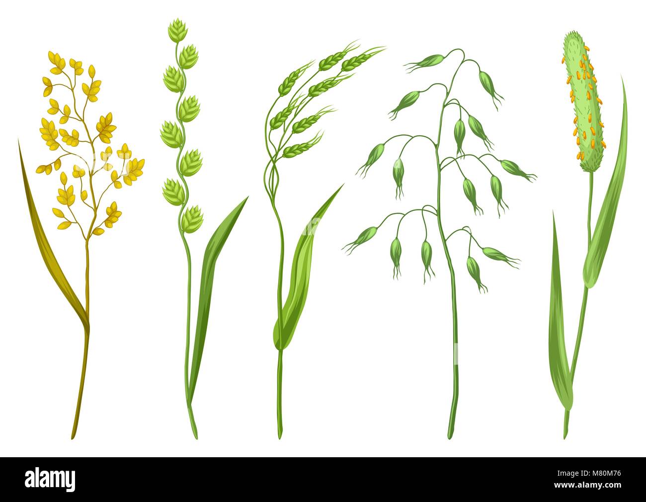 Ensemble d'herbes et herbe de céréale. Collection de fleurs avec des plantes de prairie Illustration de Vecteur