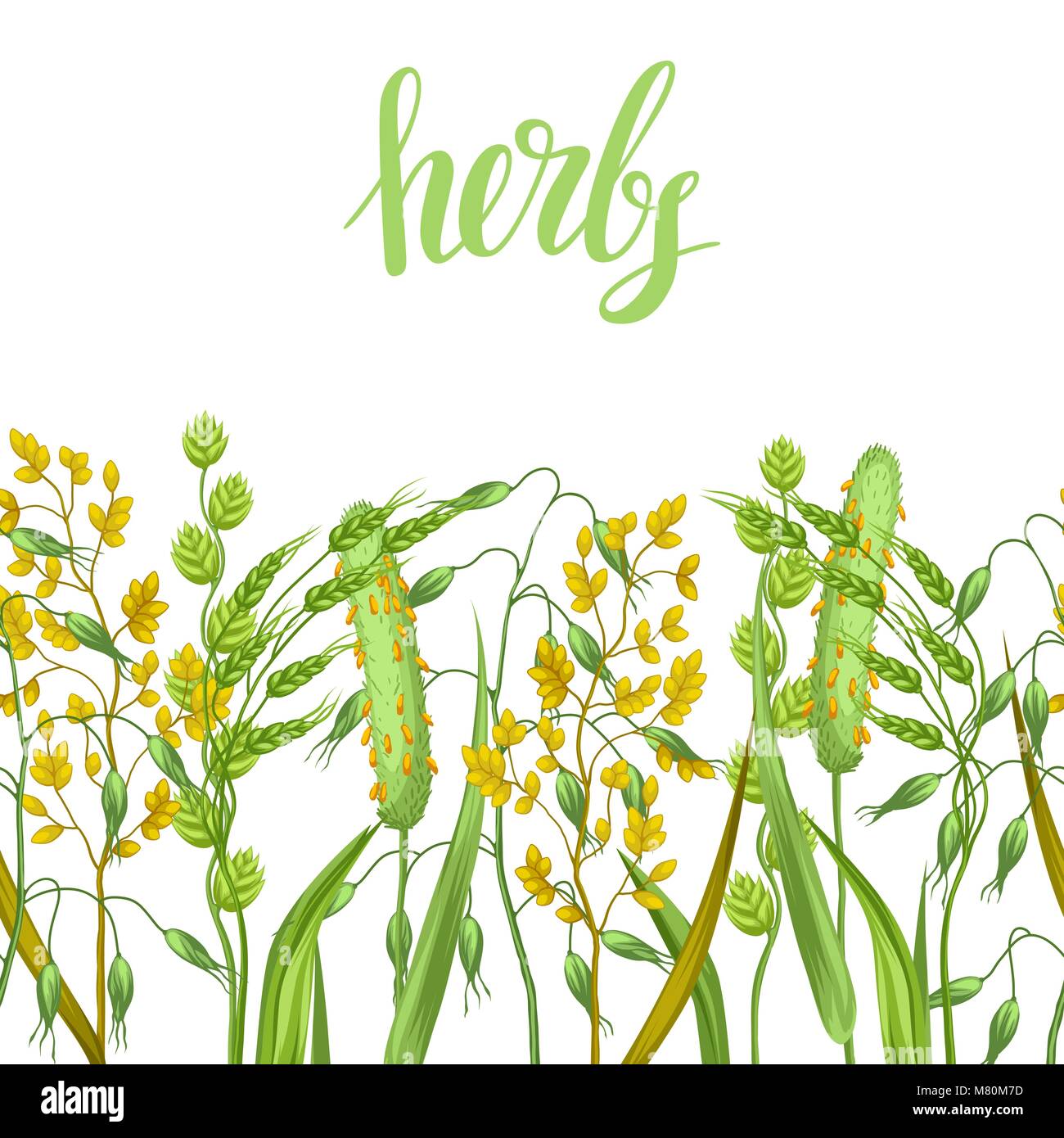 Frontière perméable avec des herbes et des céréales de l'herbe. Ornement Floral plantes de prairie Illustration de Vecteur