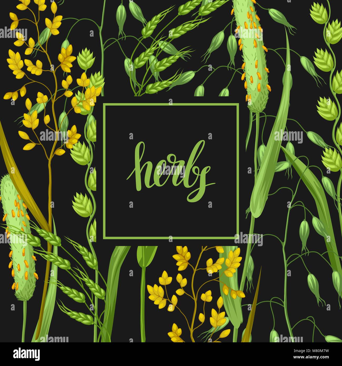 Contexte avec des herbes et des céréales de l'herbe. Floral design de plantes de prairie Illustration de Vecteur