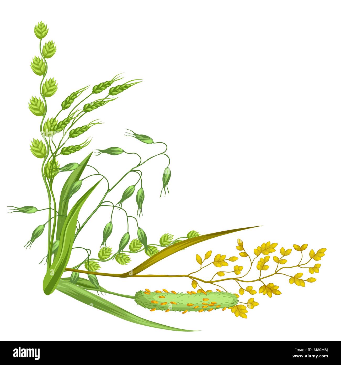 Corner avec des herbes et des céréales de l'herbe. Floral design de plantes de prairie Illustration de Vecteur