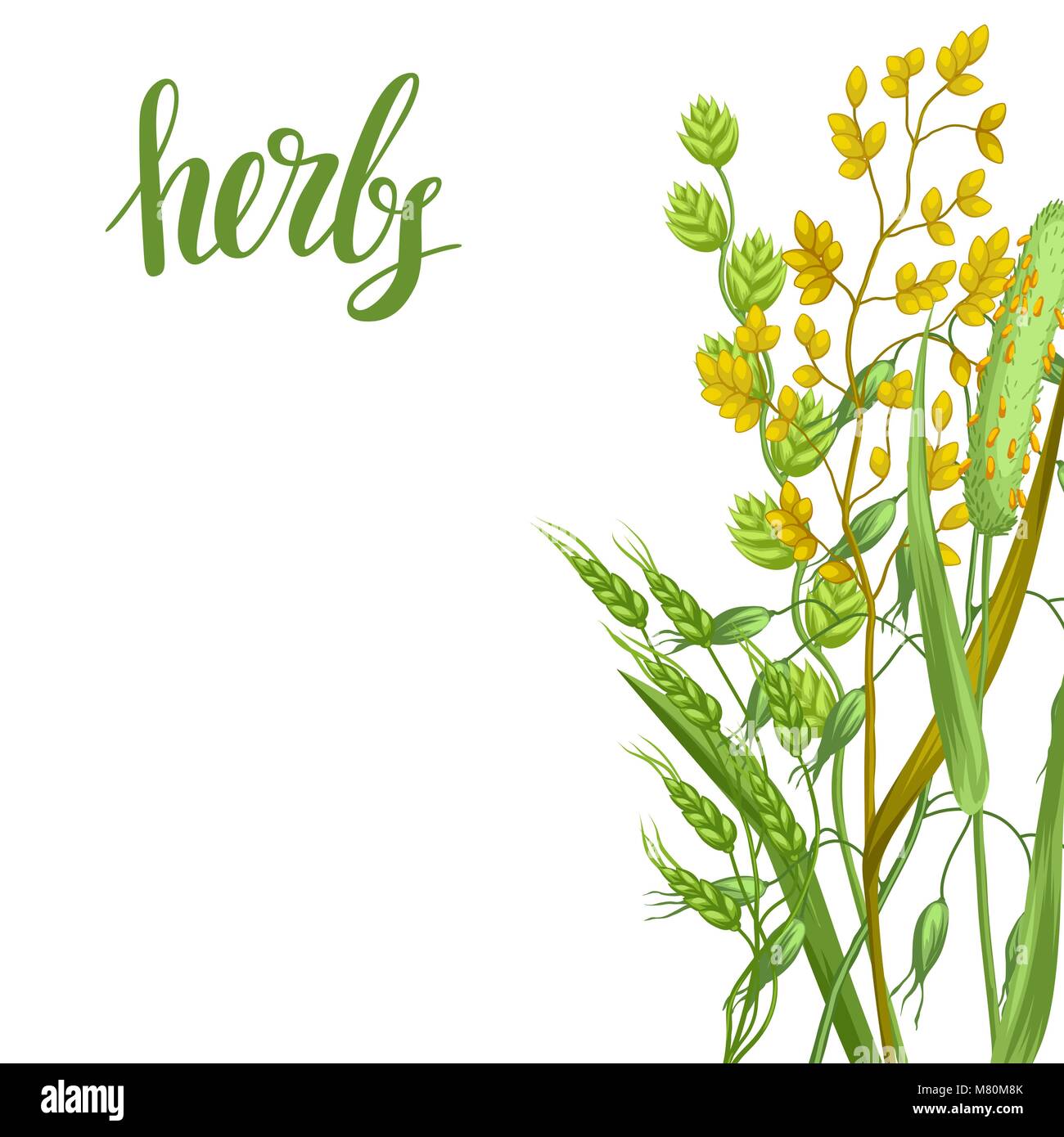Contexte avec des herbes et des céréales de l'herbe. Floral design de plantes de prairie Illustration de Vecteur