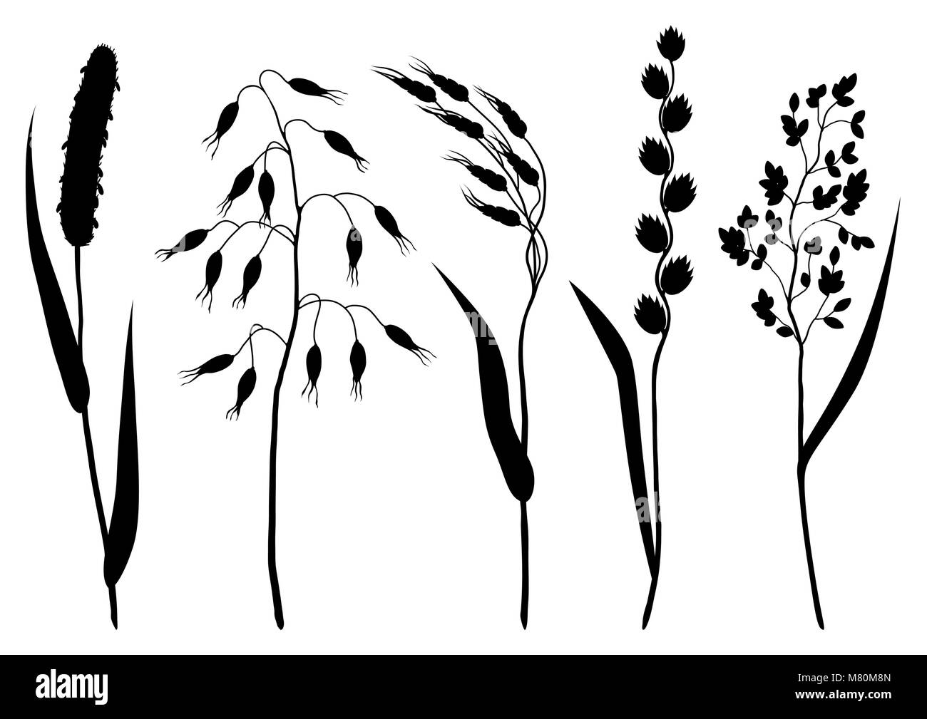 Ensemble d'herbes et herbe de céréale de silhouettes. Collection de fleurs avec des plantes de prairie Illustration de Vecteur