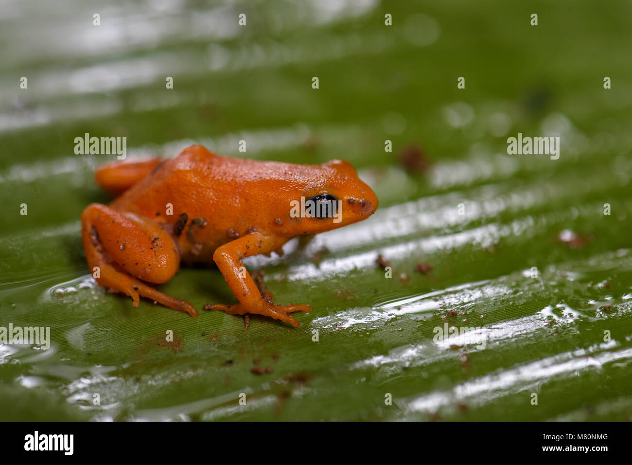 - Mantella aurantiaca golden mantella, belle golden frog endémiques de Madagascar forêt tropicale. Banque D'Images