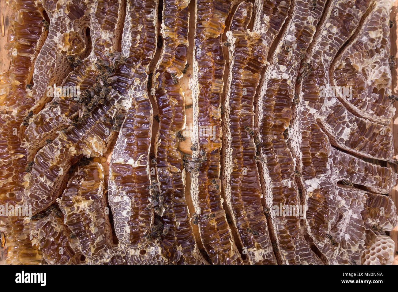 Vue rapprochée du miel et les abeilles travail honeycells rempli Banque D'Images