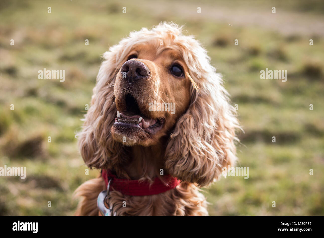 Springer Spaniel Banque D'Images