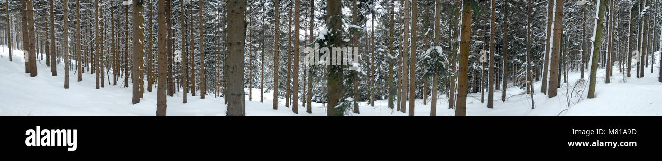 Forest Banque D'Images