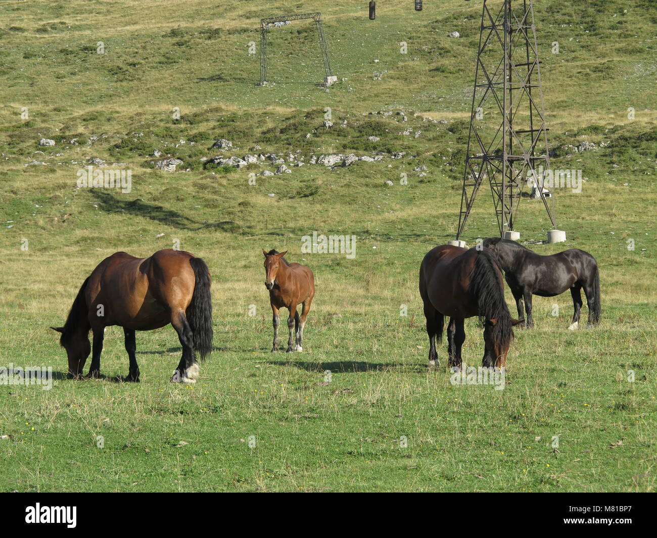 Chevaux sur pâturage 6 Banque D'Images