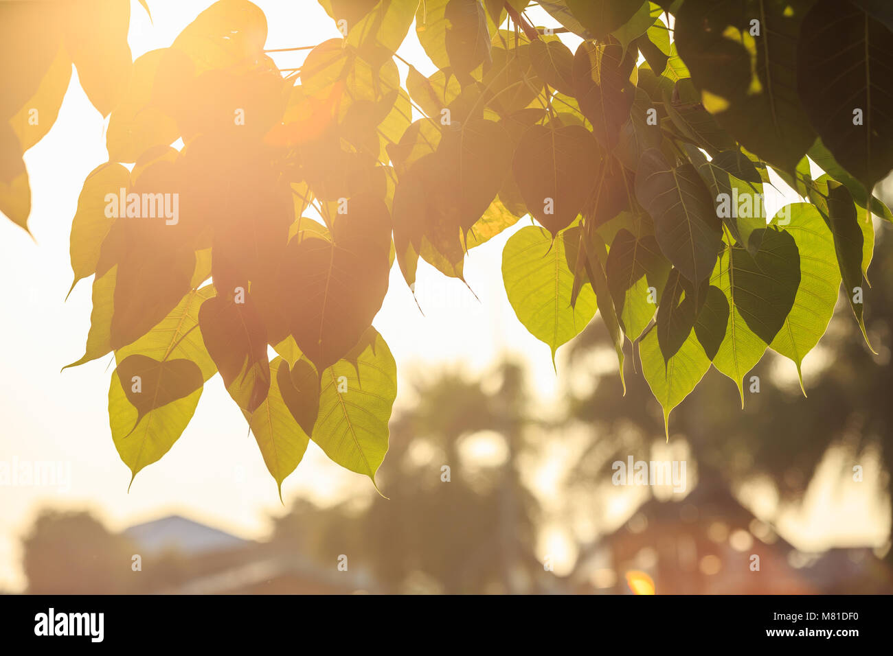 Feuille d'arbre de Bodhi et la lumière du soleil avec les autorités locales de l'effet flare dans matin temps Banque D'Images