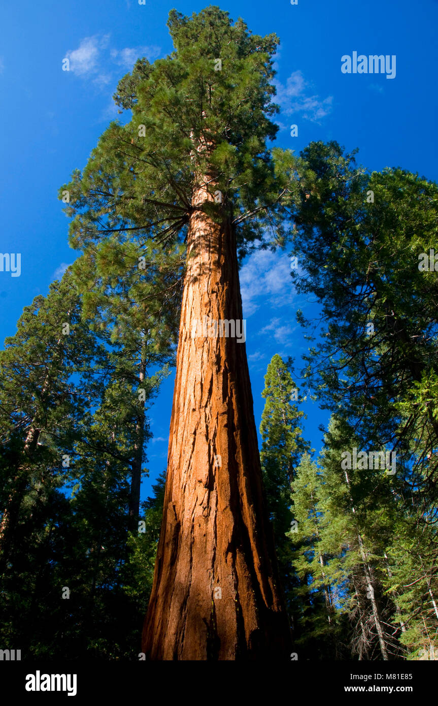 Tronc de séquoia à Mariposa Grove, Yosemite National Park, Californie Banque D'Images
