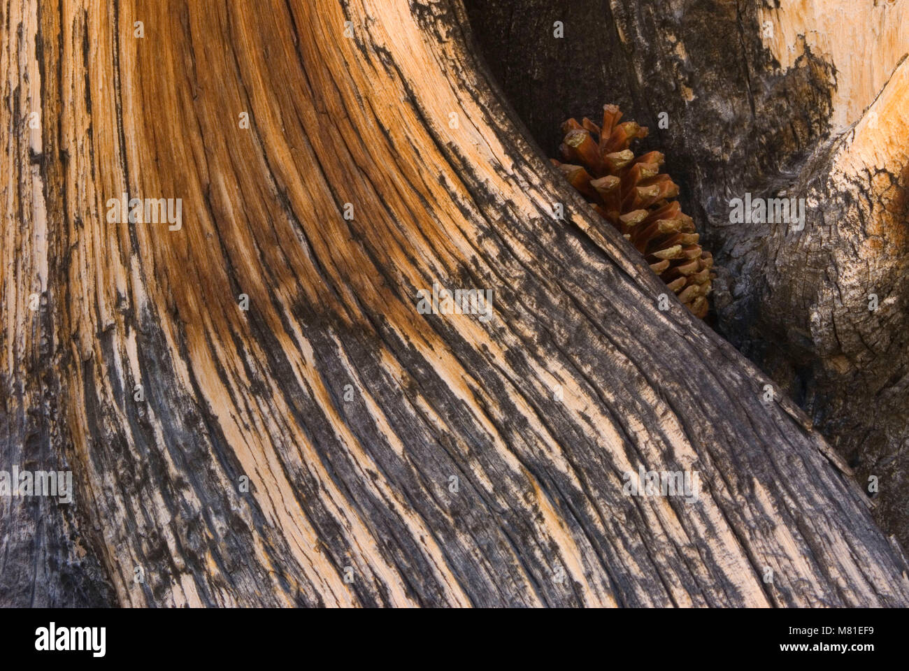 Bois pin Bristlecone Pine Forest, ancien, ancienne Bristlecone National Scenic Byway, Inyo National Forest, Californie Banque D'Images