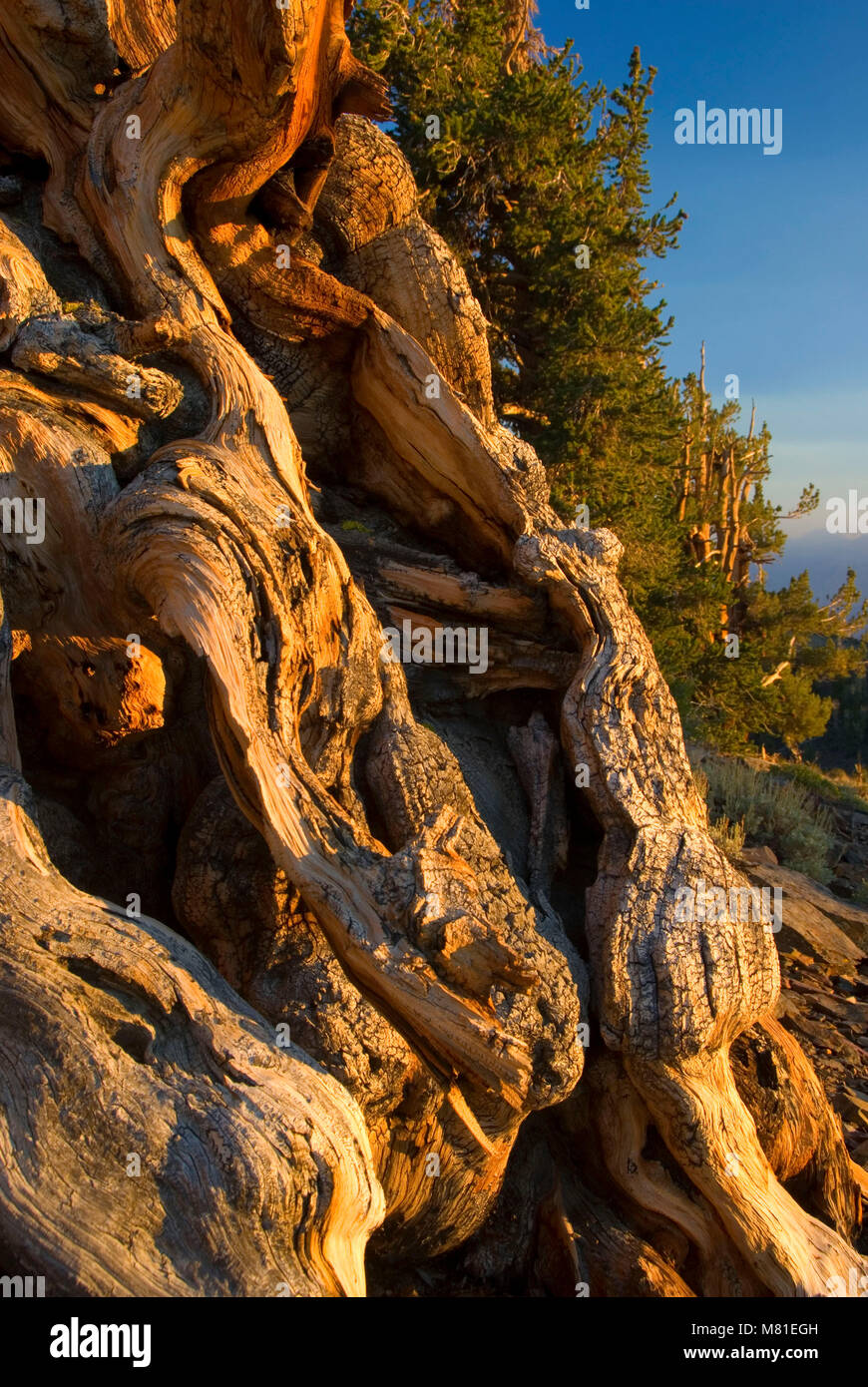 Bristlecone Pine, ancienne Bristlecone Pine Forest, ancien Bristlecone National Scenic Byway, Inyo National Forest, Californie Banque D'Images