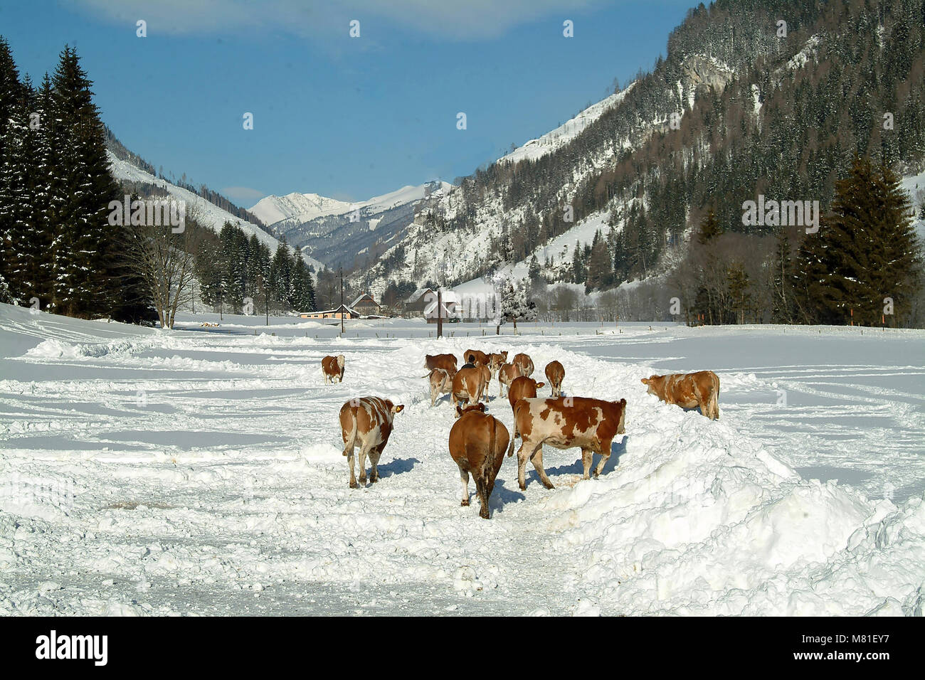Neige 04 Simmenthal Banque D'Images