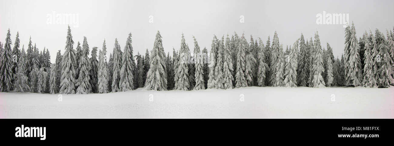 Arbres de neige Banque D'Images