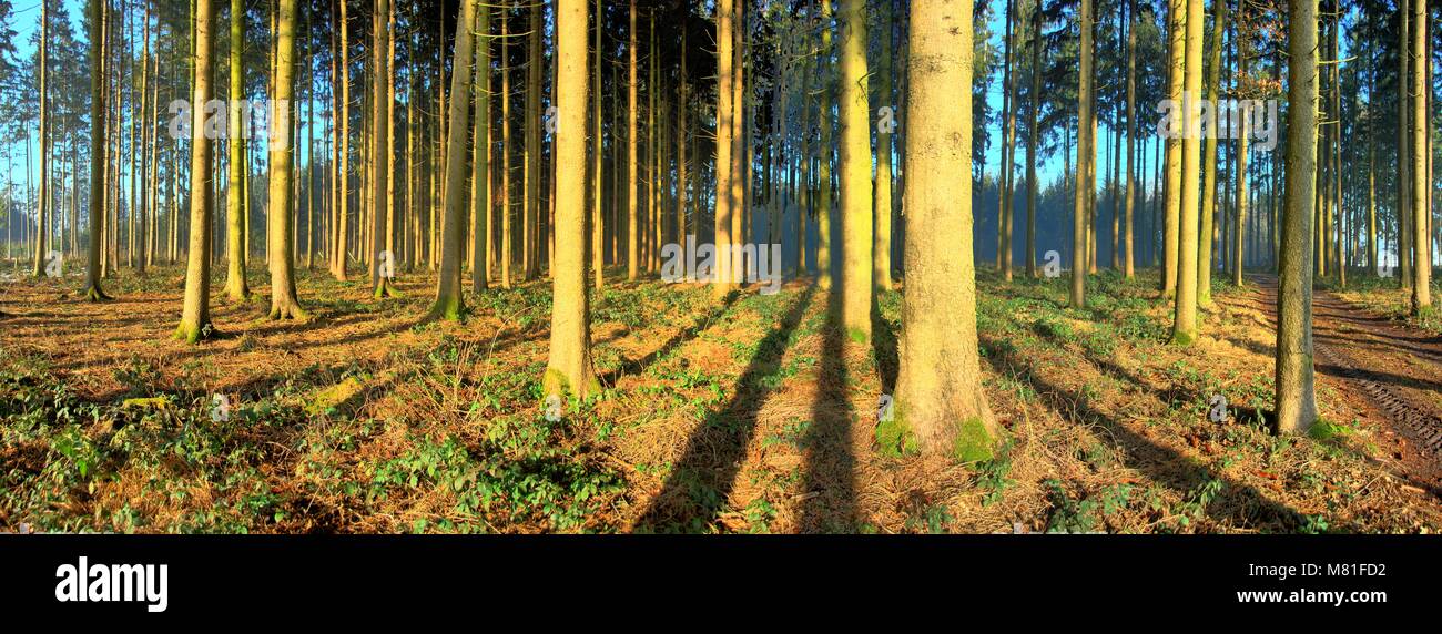 Forêt de sapins Janvier Banque D'Images