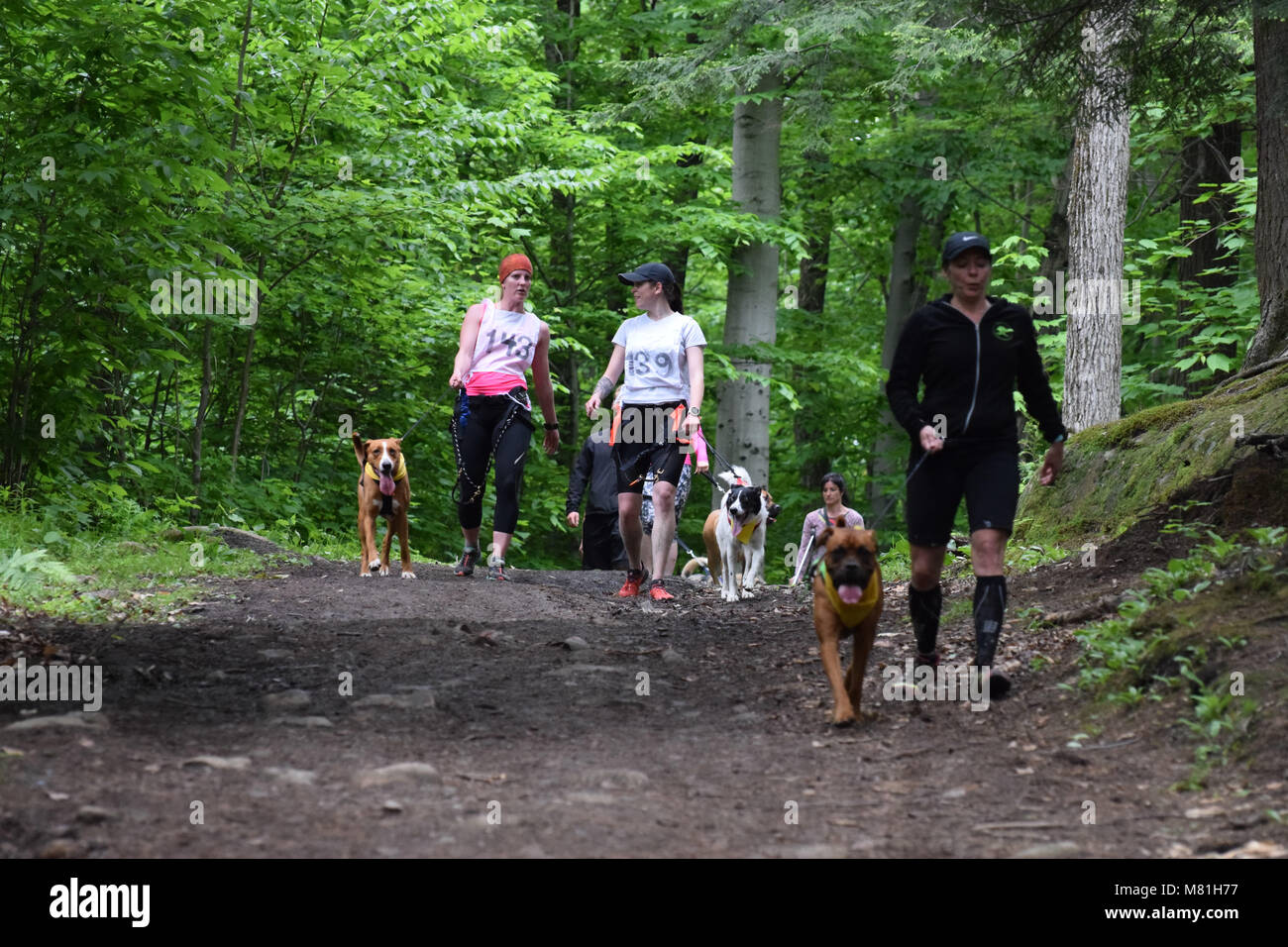 Randonnée à vélo avec des chiens -Bikejoring Banque D'Images