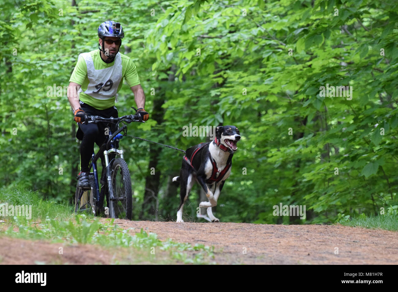 Randonnée à vélo avec des chiens -Bikejoring Banque D'Images