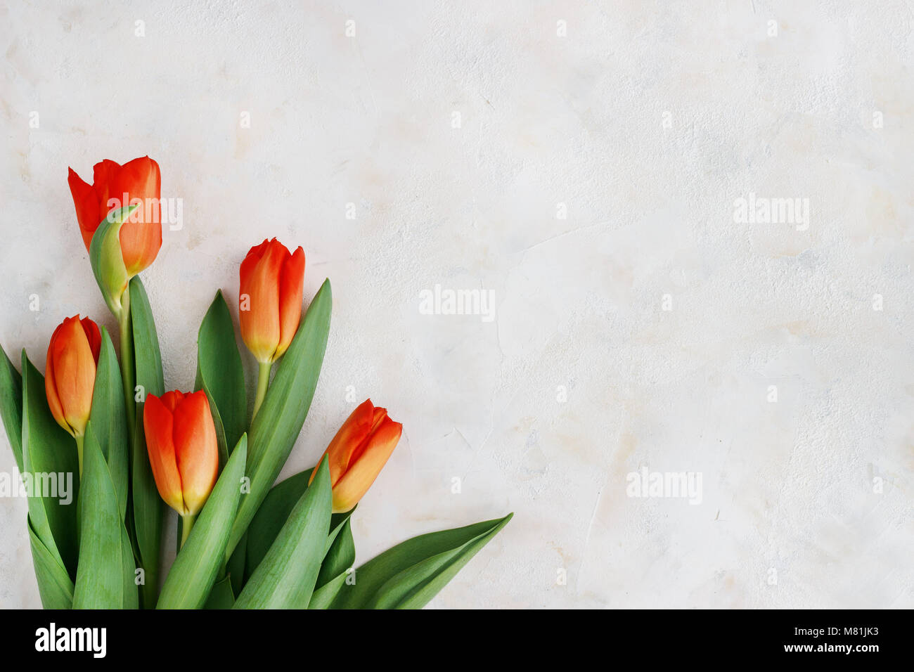 Tulipes jaune-rouge sur fond clair. Printemps - avec l'affiche de l'espace texte libre. Banque D'Images