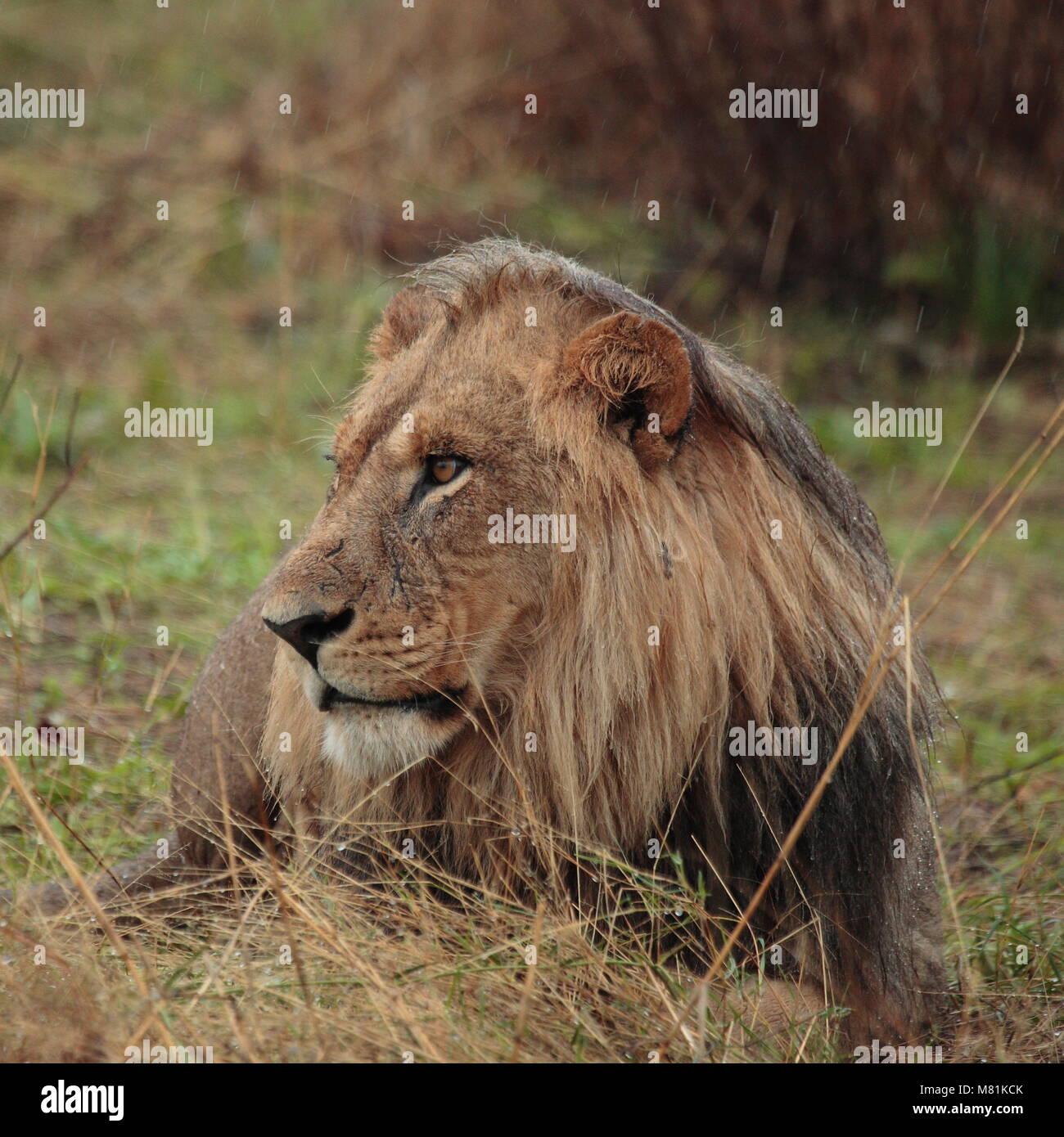 Lion dans la pluie Botswana Banque D'Images