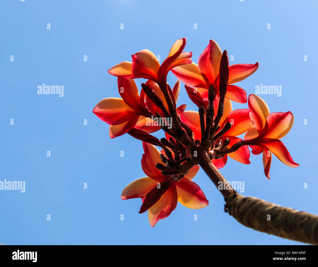 Plumeria Flowers orange vif sur fond de ciel Banque D'Images