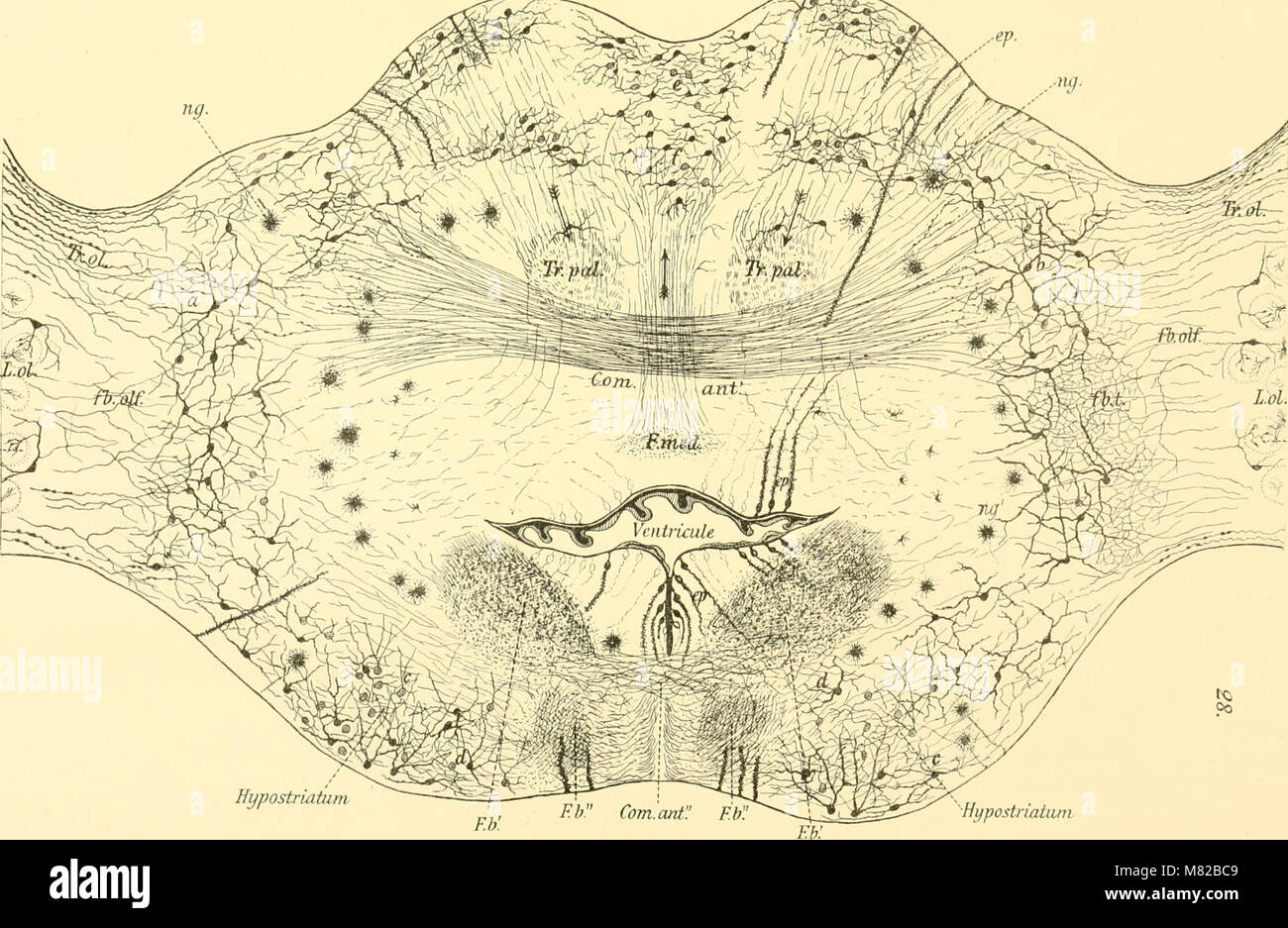 Bulletin biologique de la France et de la Belgique (1902) (20430036425) Banque D'Images