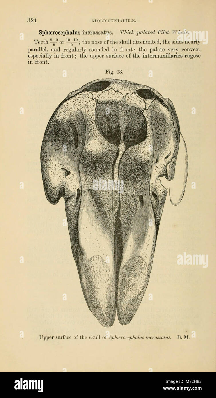 Catalogue des phoques et baleines au British Museum (1866) (20558088536) Banque D'Images