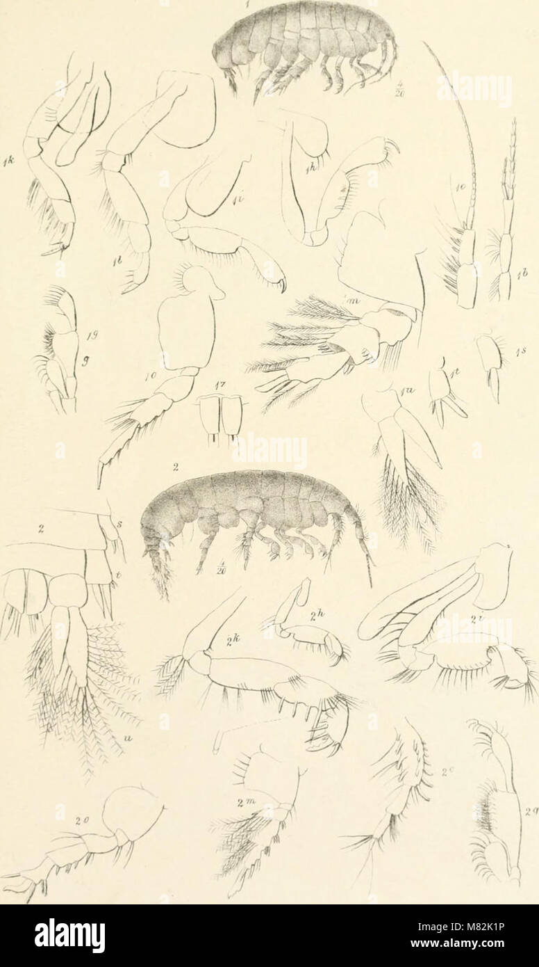 Catalogue des spécimens d'amphipodous les crustacés dans la collection du British Museum par C. Spence Bate (1862) (20389867920) Banque D'Images