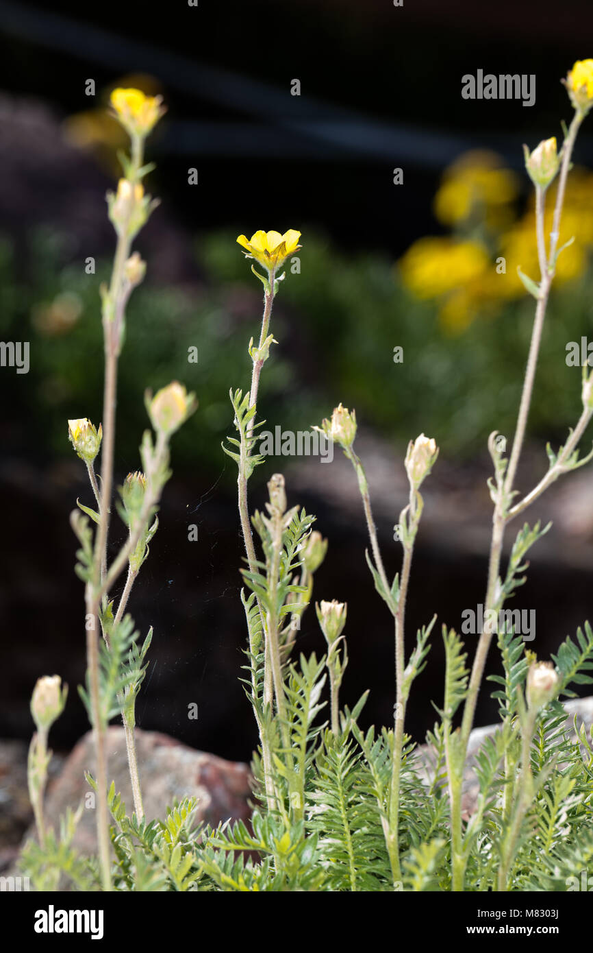 Ross, d'avens, Alpin nejlikrot (Geum rossii) Banque D'Images