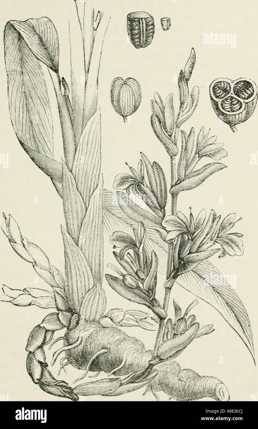 Botanique commerciale du xixe siècle. Un enregistrement de progrès dans l'utilisation de produits à base de légumes dans le Royaume-Uni, et l'introduction de plantes d'importance économique dans les colonies britanniques, (20478787430) Banque D'Images