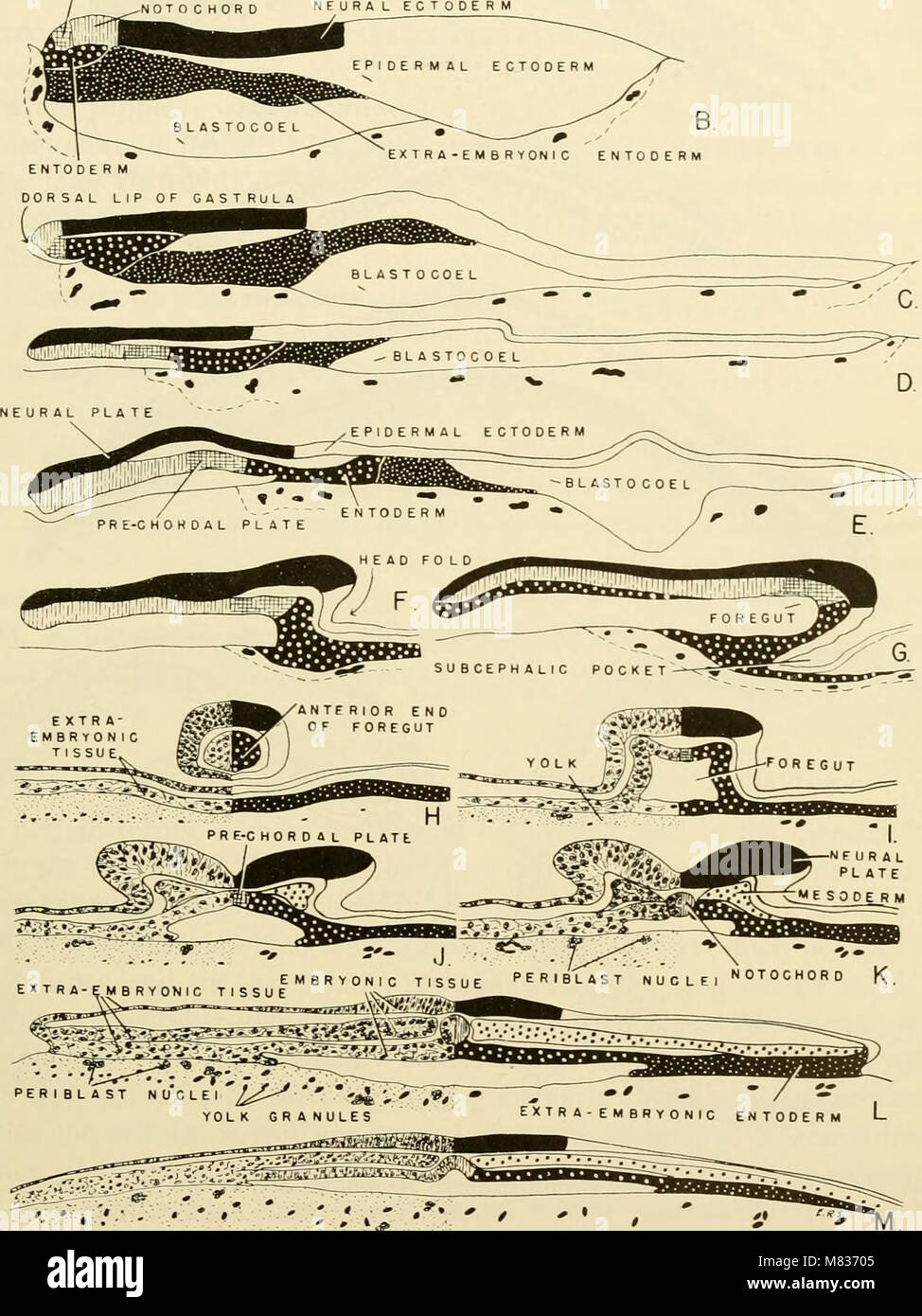 Cette publication de 1953 se concentre sur l'étude comparative de l'embryologie des vertébrés. Il comprend 2057 illustrations et photographies détaillées, regroupées en 380 figures, mettant en évidence les stades de développement de diverses espèces de vertébrés. Le travail sert de ressource essentielle pour comprendre les processus embryologiques chez les vertébrés. Banque D'Images