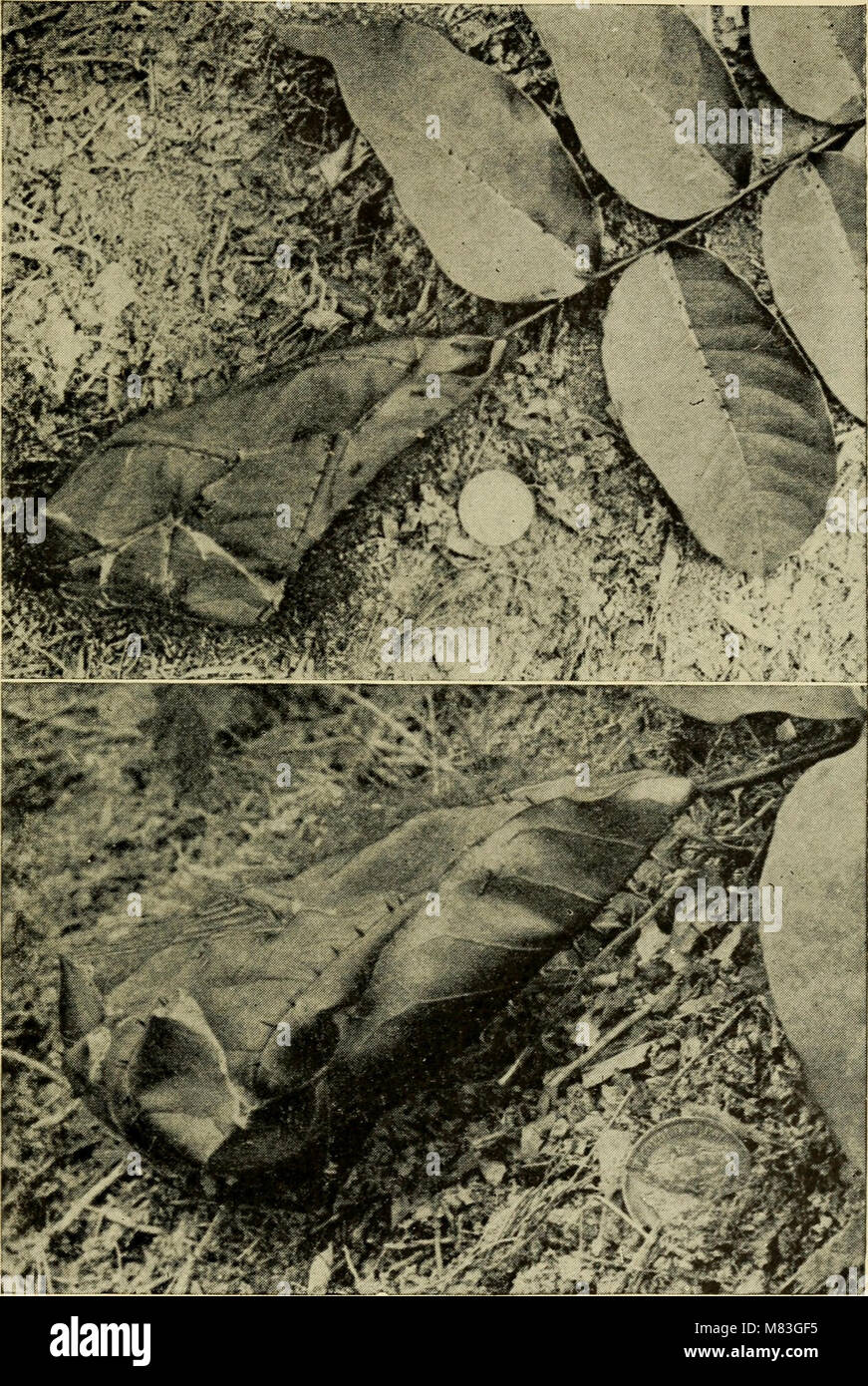 *Création par Evolution* (1928) fournit une explication accessible de l'évolution, résumant le consensus scientifique sur le sujet en termes simples pour éduquer le public sur la théorie de l'évolution. Banque D'Images