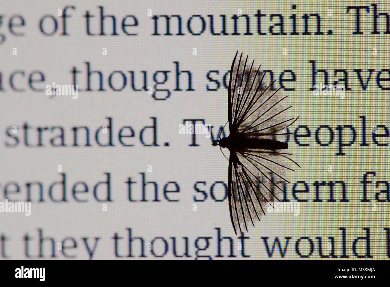 De nombreux papillons plumes, Alucita hexadactyla, attiré par la lumière d'un écran de l'ordinateur portable, le Pays de Galles, Royaume-Uni. Banque D'Images