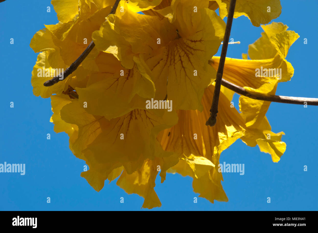 L'Australie Coffs Harbour, trompette d'or fleurs arbres contre le ciel bleu Banque D'Images