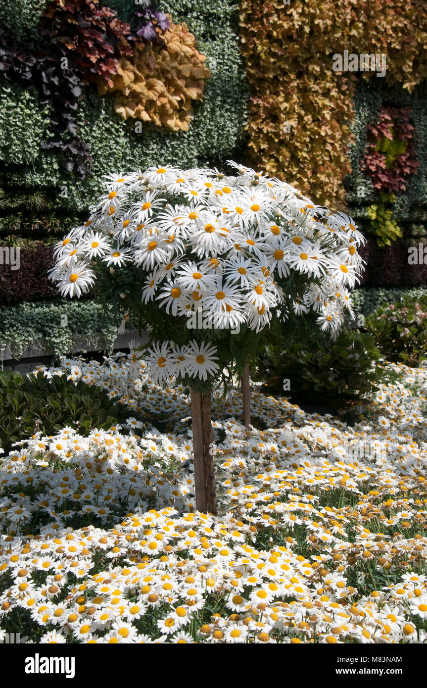 Sydney, Australie, Marguerite daisy afficher avec mur végétal en arrière-plan Banque D'Images