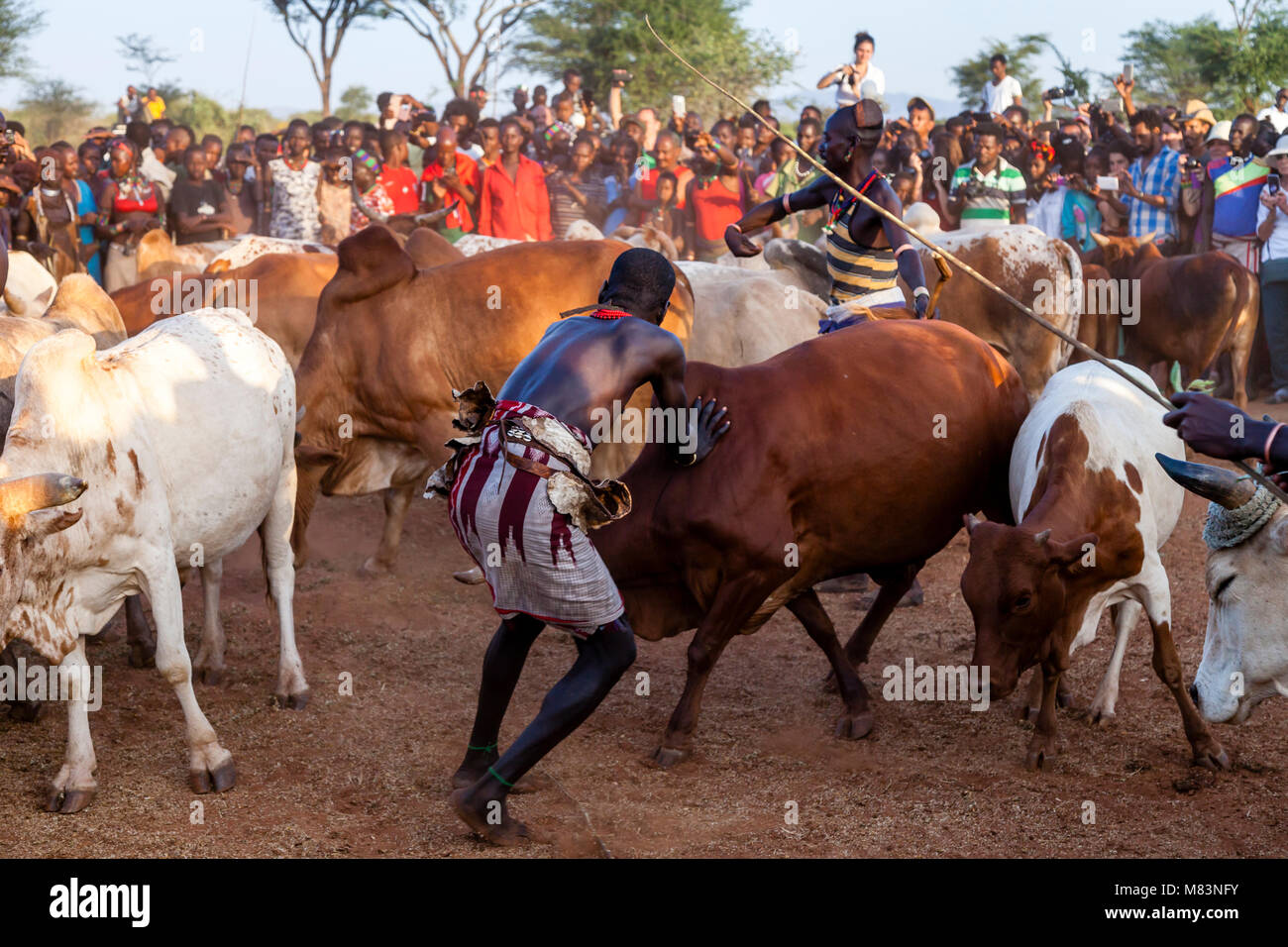 La préparation d'une tribu Hamar vaches pour un 'Coming of Age' Bull Jumping Cérémonie, Dimeka, vallée de l'Omo, Ethiopie Banque D'Images