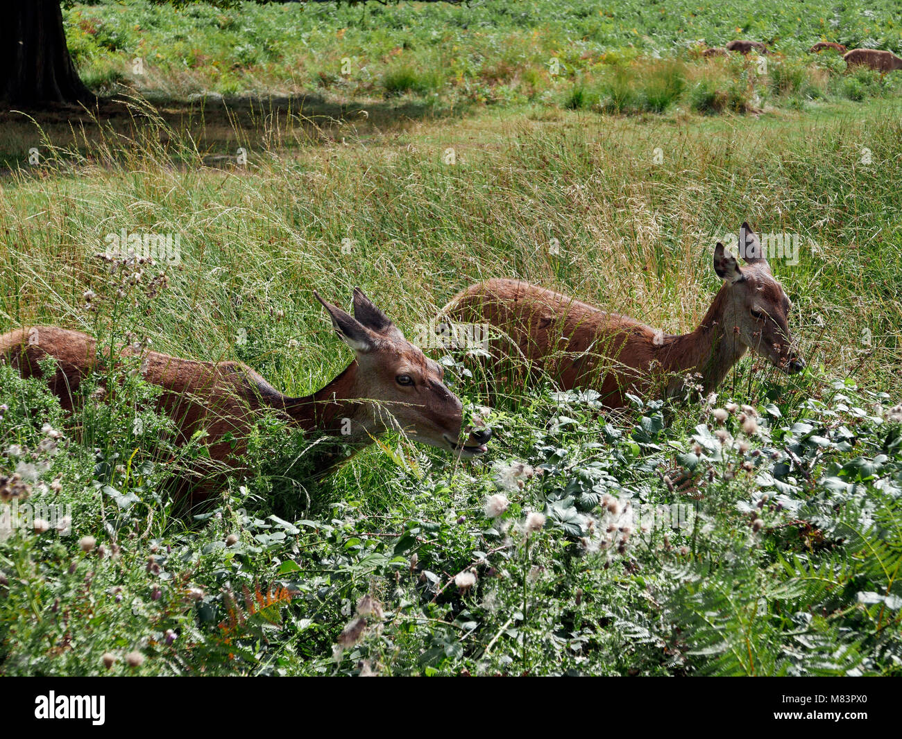 Deux jeunes chevreuils brouter parmi les fleurs sauvages à Richmond Park, Londres, l'été Banque D'Images
