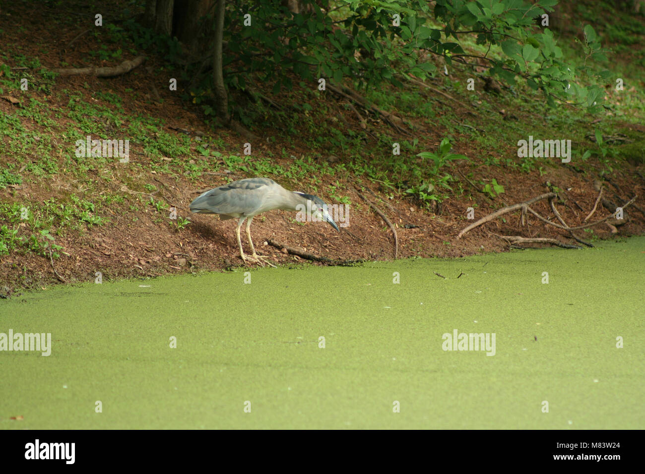 Bebe Heron Noir Banque D Image Et Photos Alamy