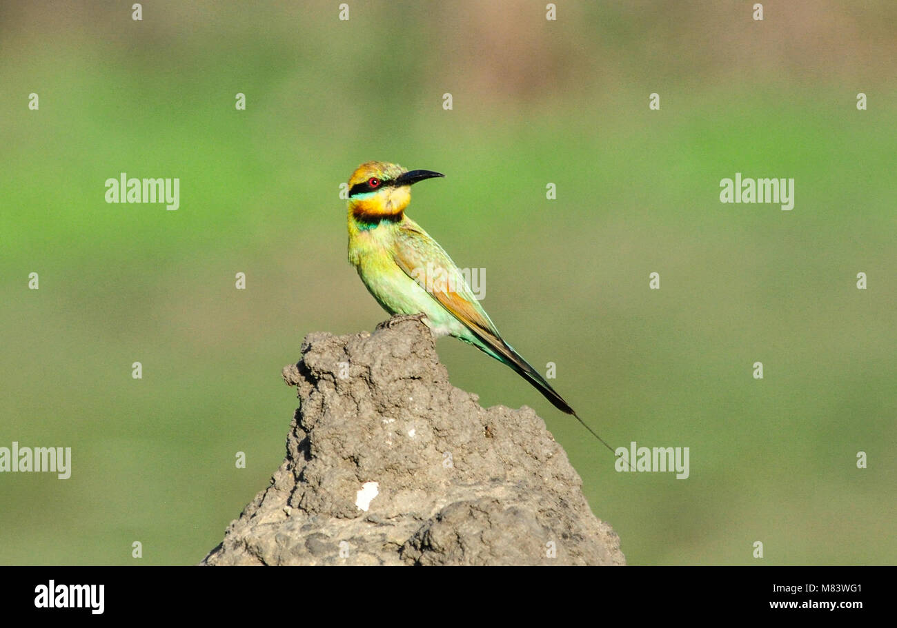 Little bee-eater assis sur une colline de termites, Bamurru Plains près de Kakadu National Park, Territoire du Nord, Australie. Banque D'Images