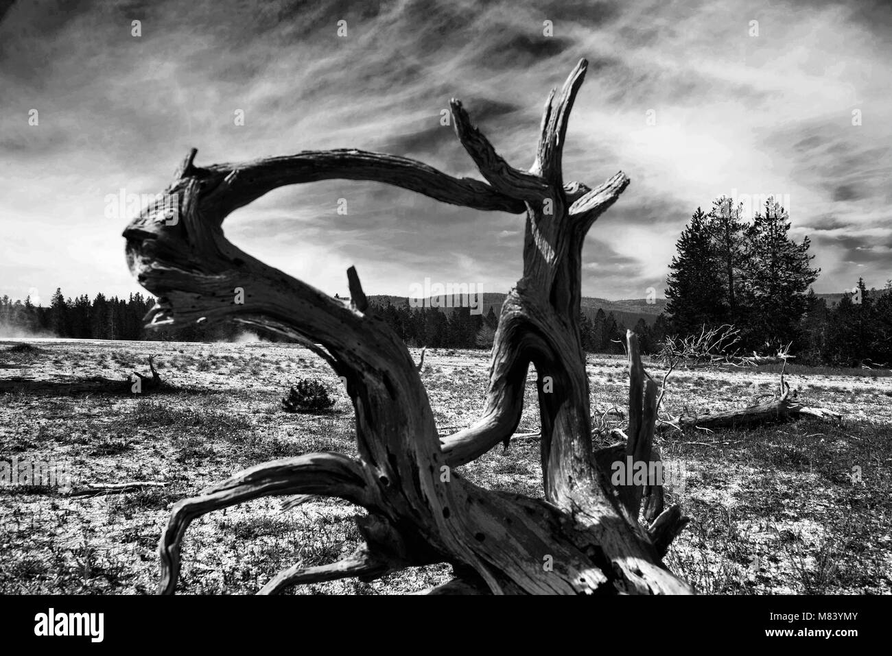 Paysage spectaculaire avec le géant de racines de l'arbre, le Parc National de Yellowstone, Wyoming, USA Banque D'Images