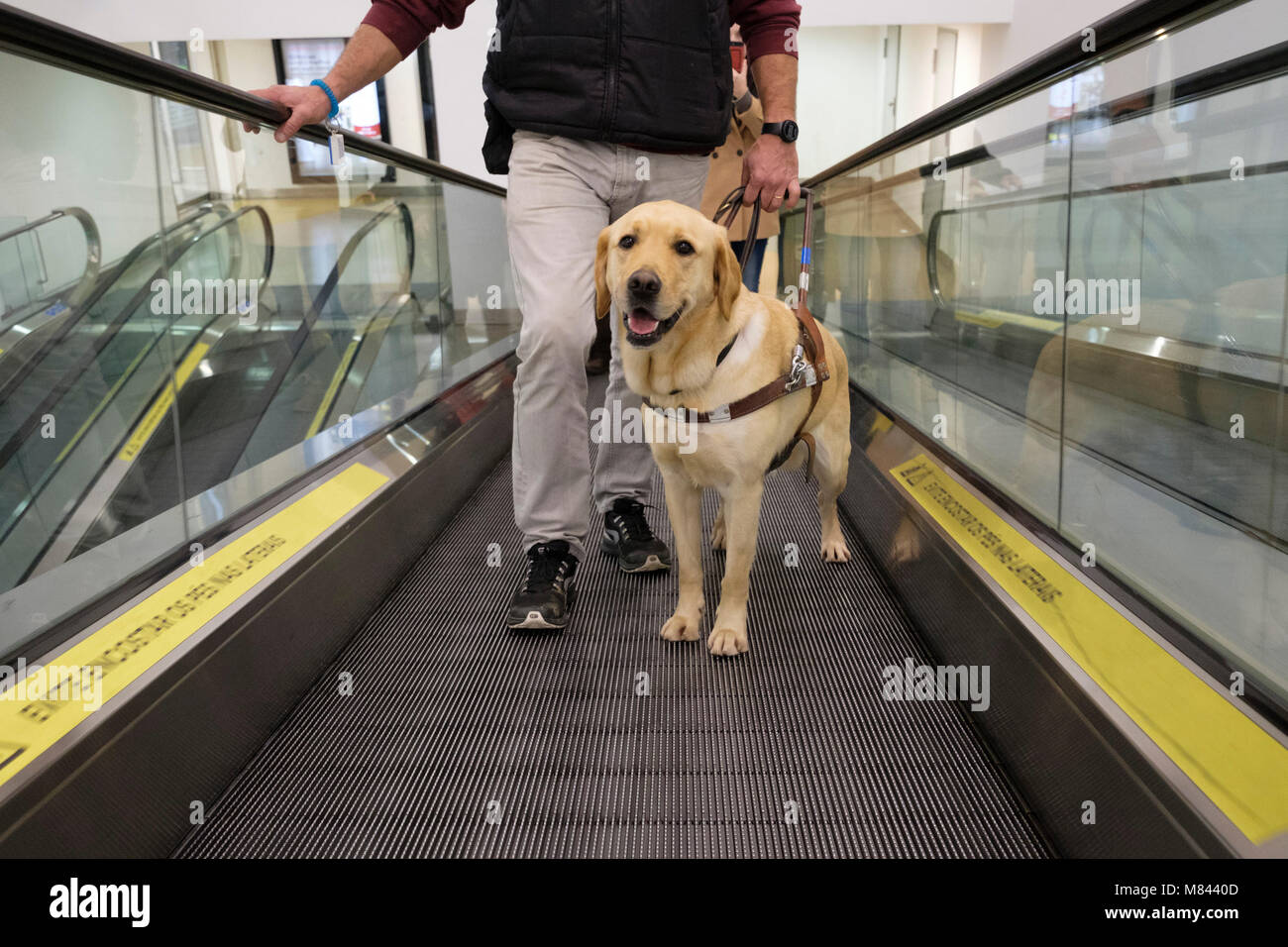 Personne aveugle avec chien-guide Banque D'Images