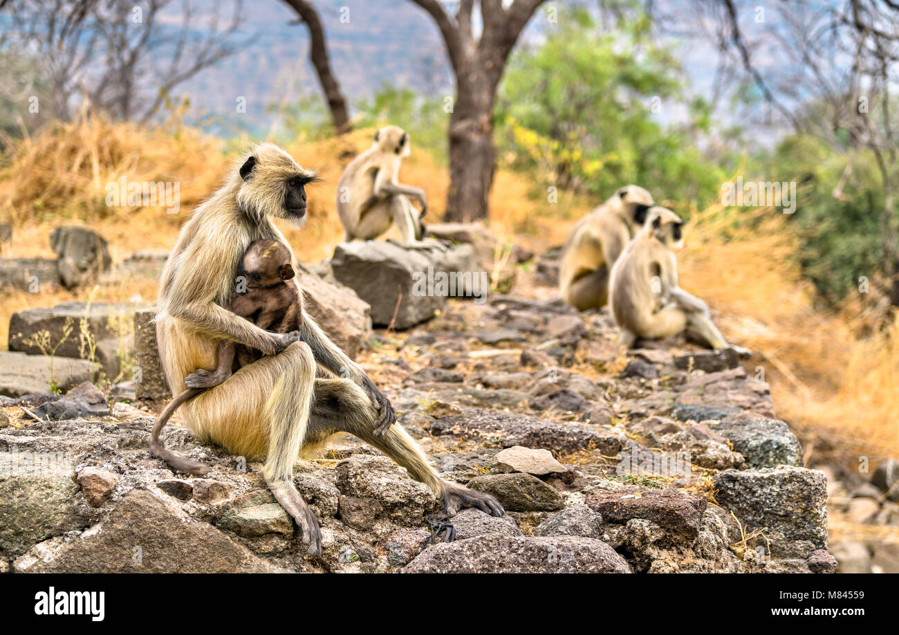 Entelle gris les singes à Daulatabad Fort en Inde Banque D'Images
