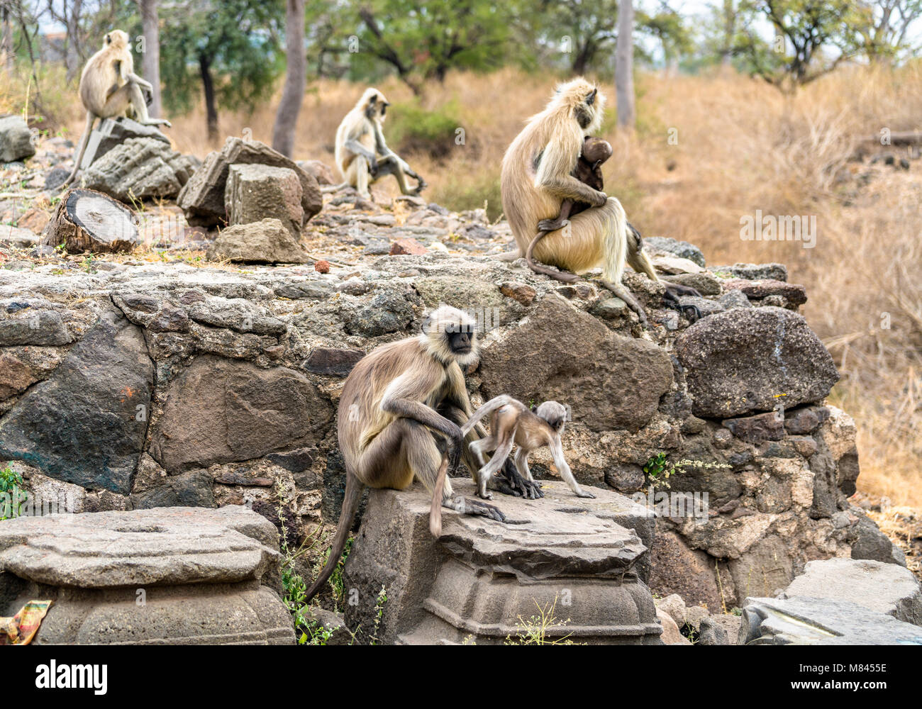 Entelle gris les singes à Daulatabad Fort en Inde Banque D'Images