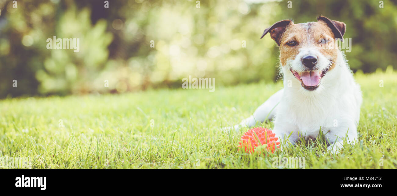 Chien couché sur l'herbe à au jour d'été ensoleillé panoramique (culture) Banque D'Images