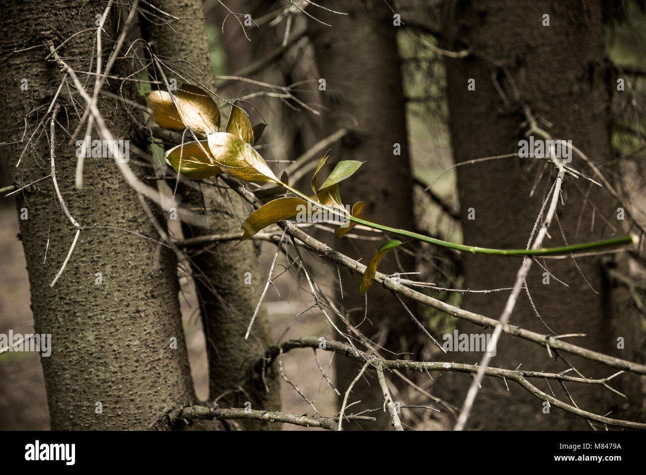 Branche d'olivier dans le contexte des troncs d'arbres Banque D'Images