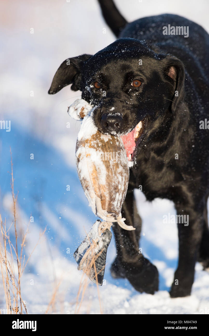 Un laboratoire noir Retriever formation récupération des pare-chocs sur un hiver froid jour de neige Banque D'Images