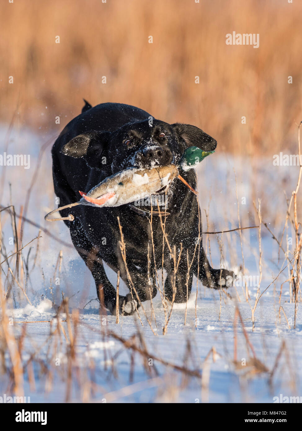 Un laboratoire noir Retriever formation récupération des pare-chocs sur un hiver froid jour de neige Banque D'Images