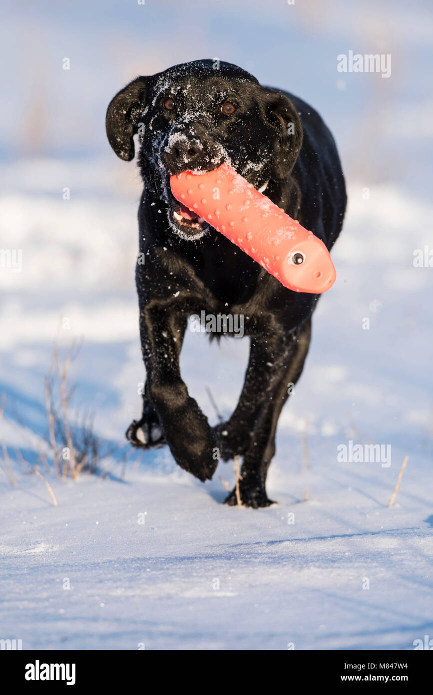 Un laboratoire noir Retriever formation récupération des pare-chocs sur un hiver froid jour de neige Banque D'Images