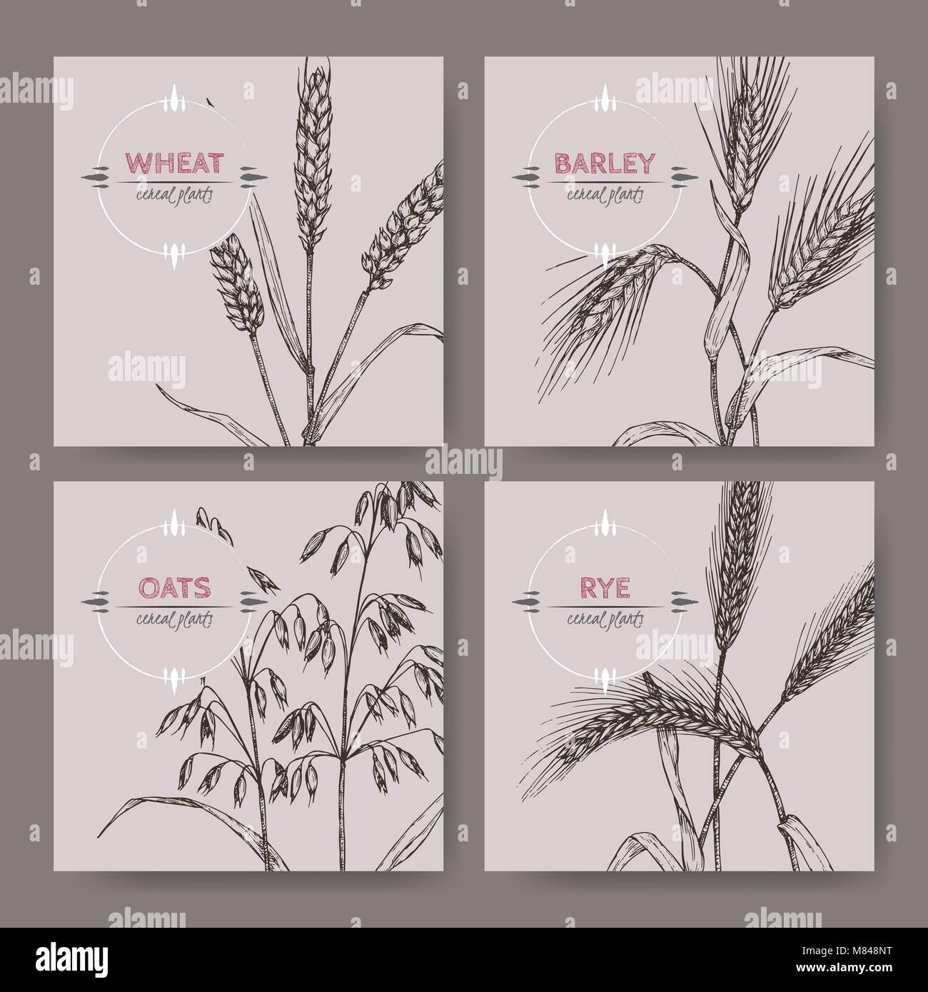 Série de 4 banenrs avec du pain de blé, seigle, orge et avoine croquis. Collection de plantes céréalières. Illustration de Vecteur