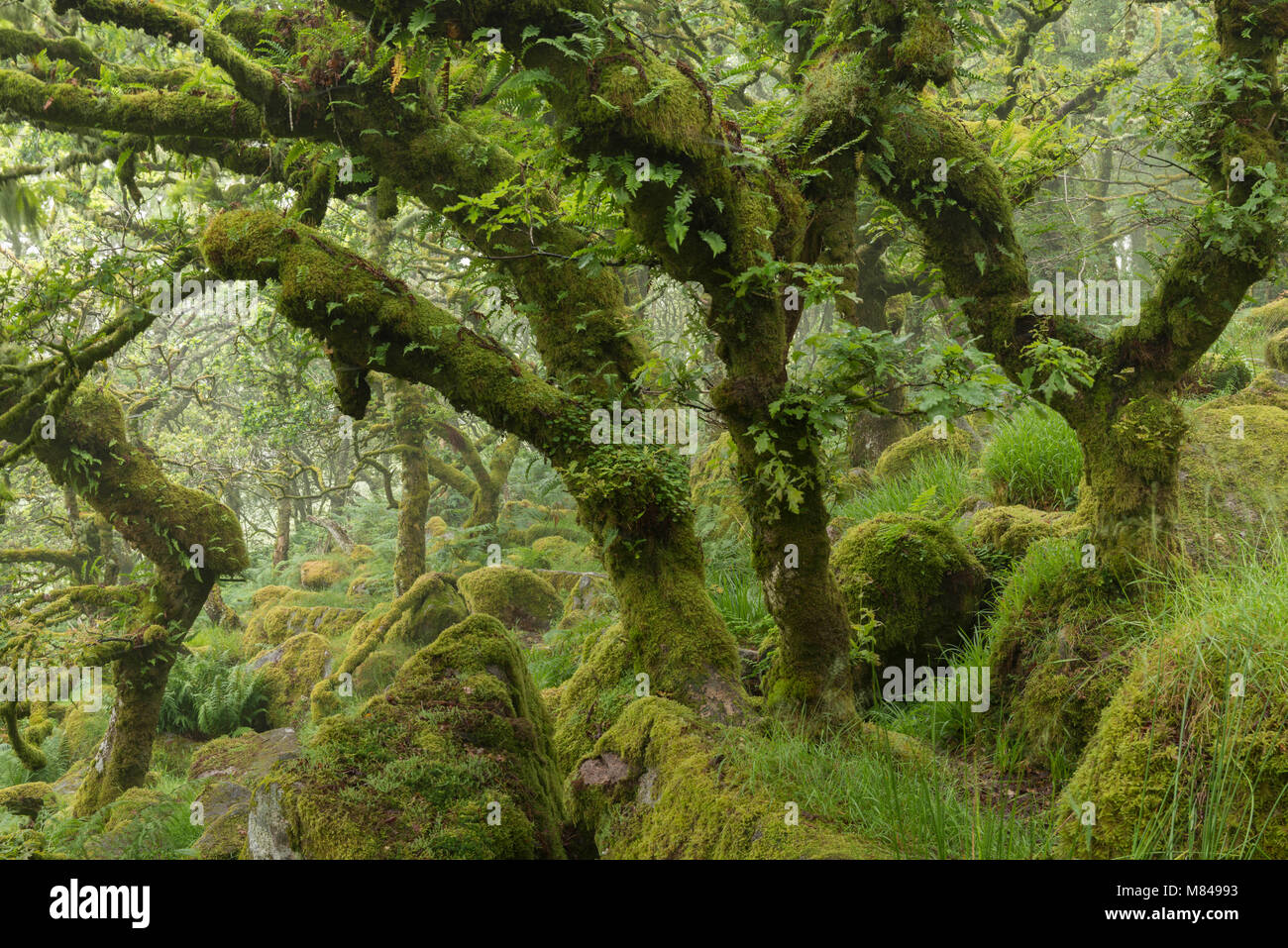 Les arbres de chêne noueux et tordu dans Wistman's Wood, Dartmoor, dans le Devon, Angleterre. L'été (juillet) 2017. Banque D'Images